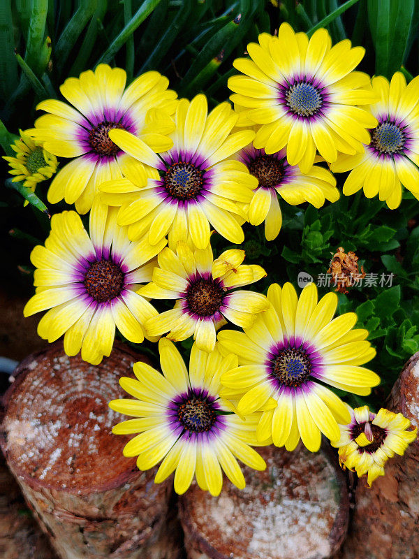 Osteospermum fruticosum